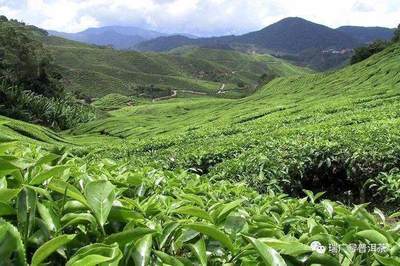 學堂丨第1講:普洱茶汕頭之三大茶區(qū)